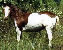 Abaco Barb Horses